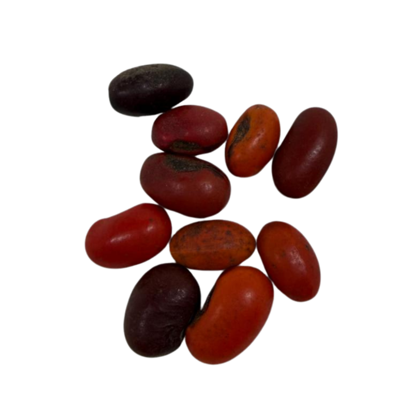 Fava Ogum