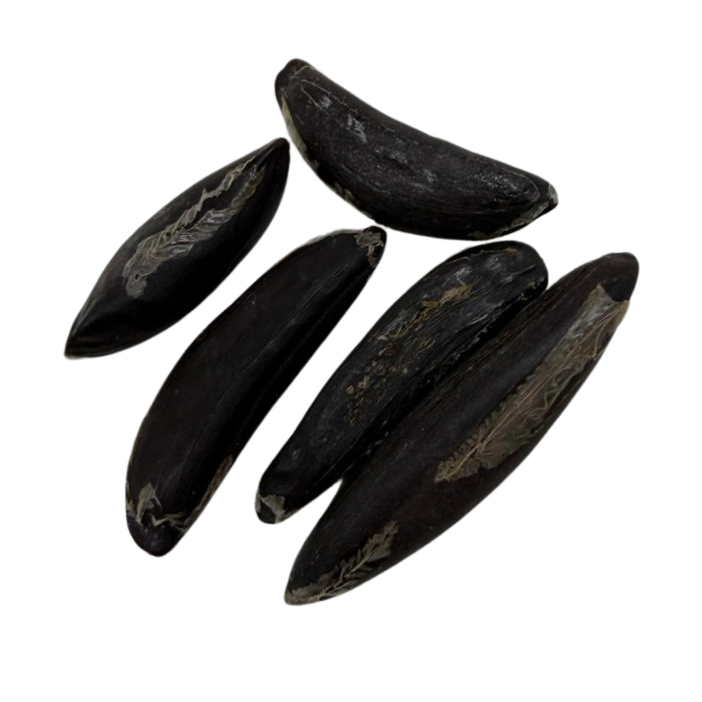 Fava Dedo de Exu