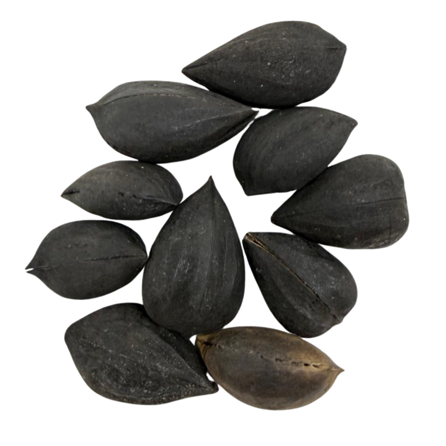 Fava Garra de Exu