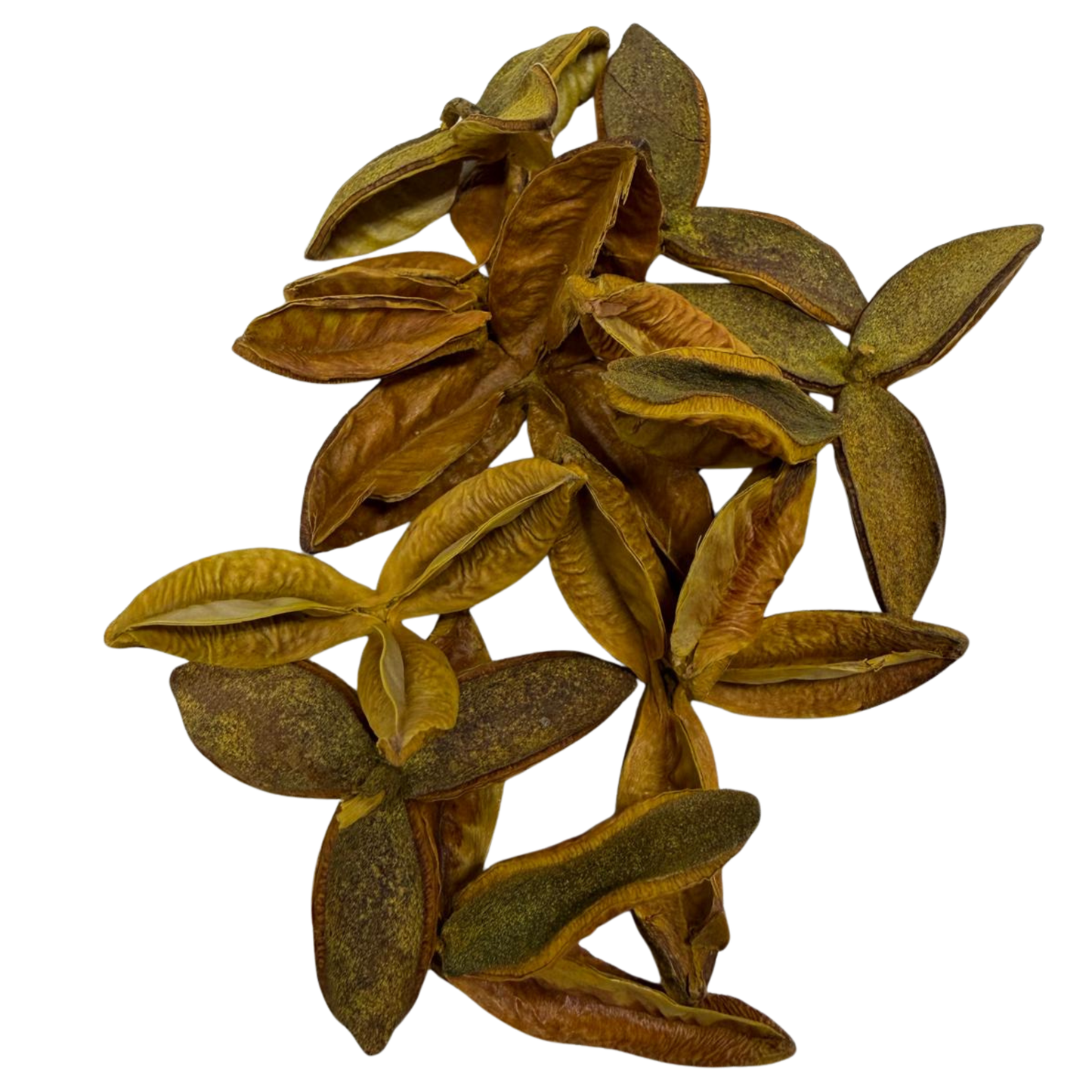 Fava da Prosperidade
