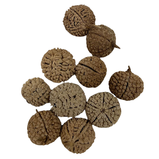 Fava Saúde